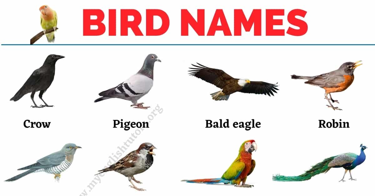 Featured image of post Bird Pictures And Names