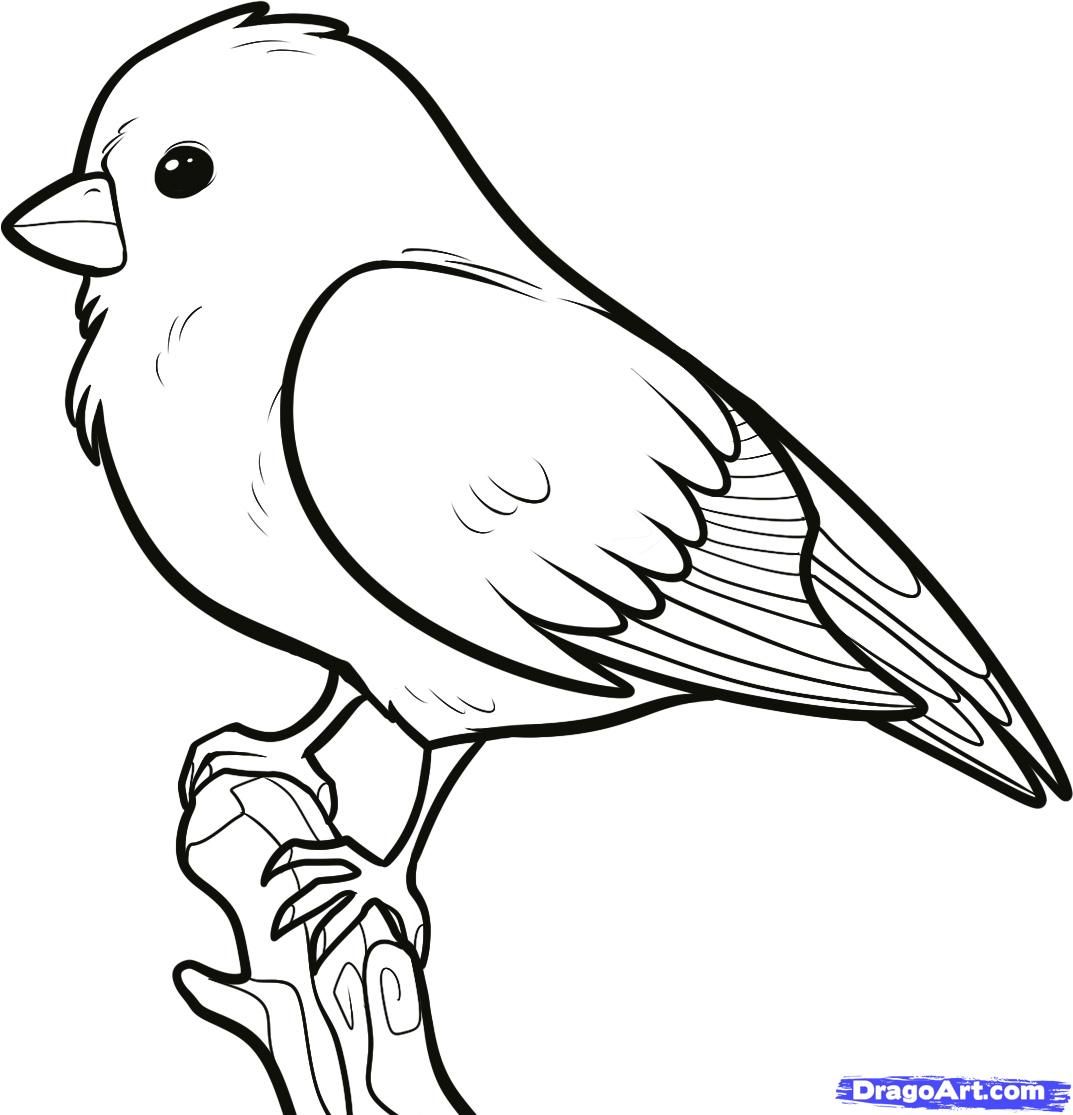 Featured image of post Bird Pictures To Draw