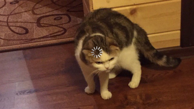 Featured image of post Loading Meme Cat