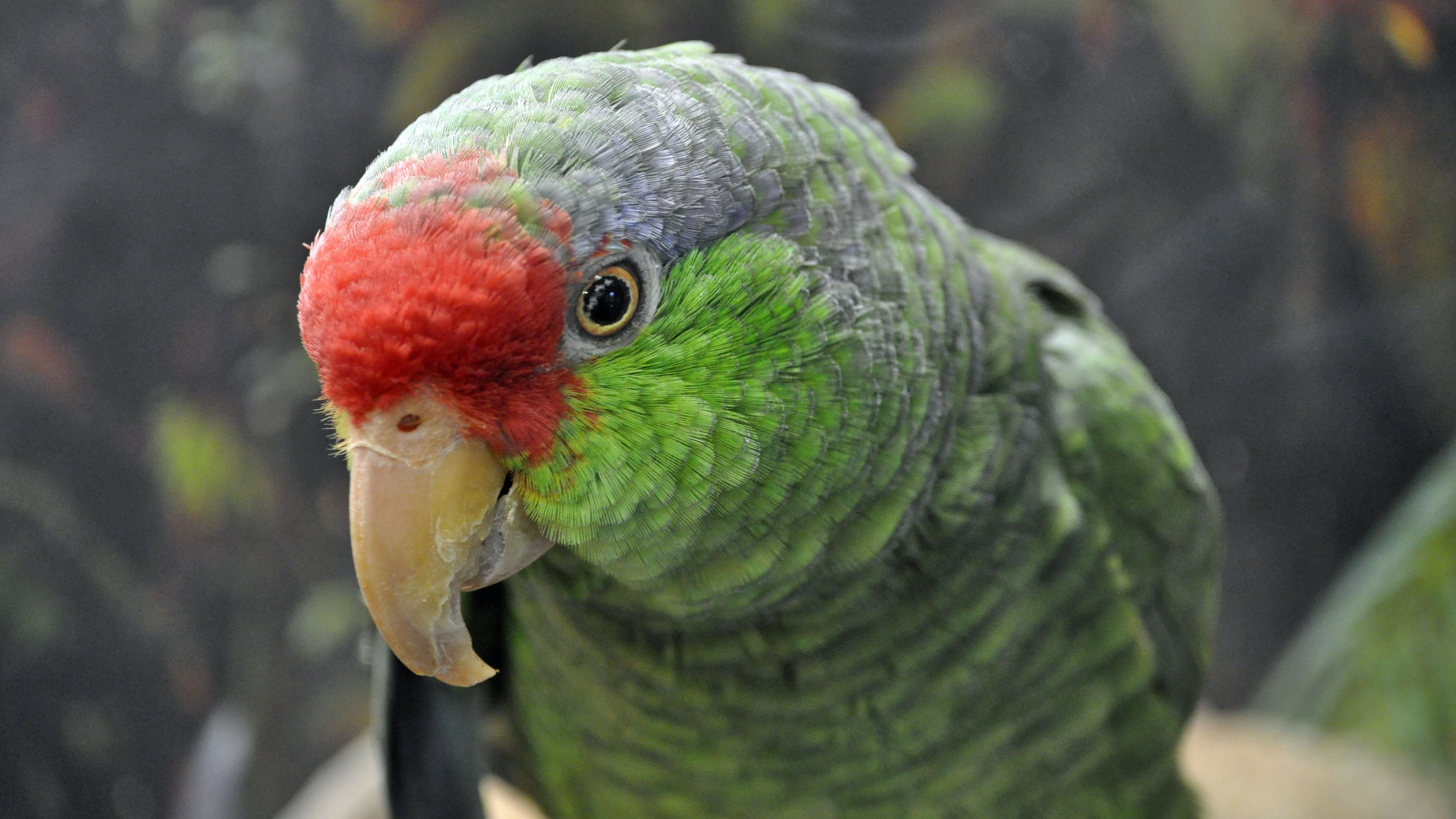 Featured image of post Mexican Red Headed Amazon Parrot Behavior