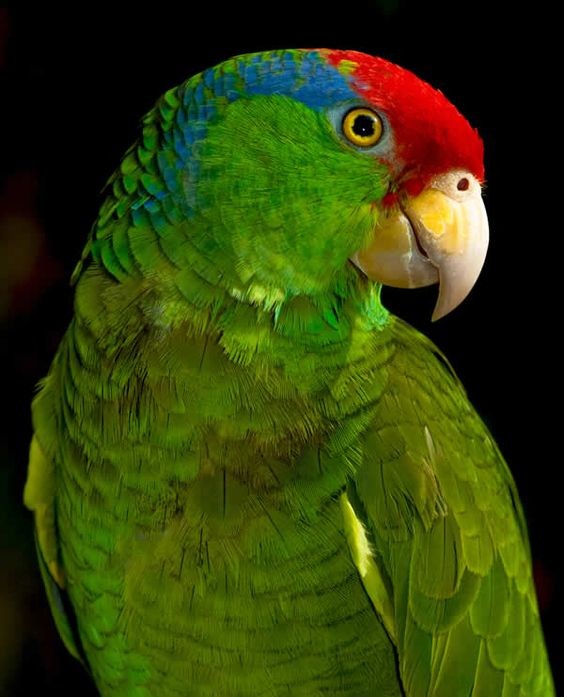 Featured image of post Mexican Red Headed Amazon Parrot For Sale