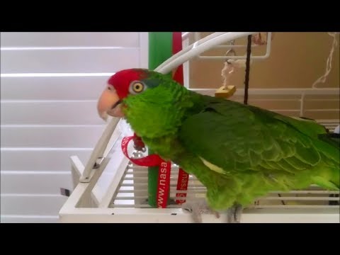 Featured image of post Mexican Red Headed Amazon Parrot Talking