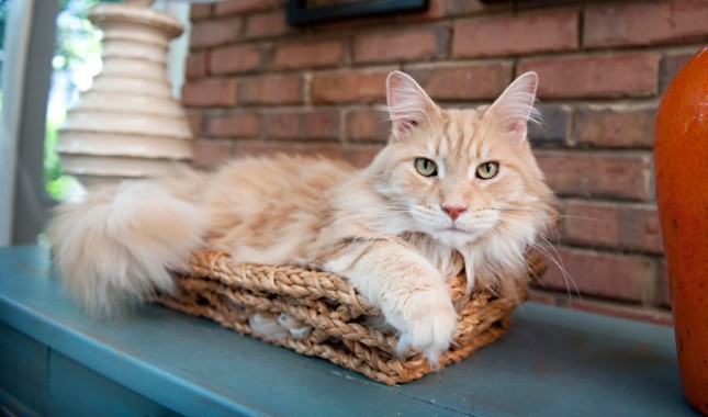 Featured image of post Orange And White Maine Coon Cat